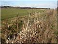 East Parley, bulrushes