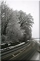 Roadside Trees at Meldrum