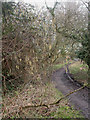 Merritown, catkins