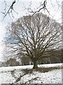 Winter tree behind Alresford Road