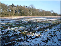 SY0192 : Field, near Farringdon House by Roger Cornfoot