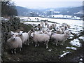 Nidderdale Flock