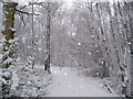 Woodland track in the snow