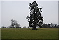 Tree, Linton Park