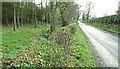 The Peartree Road near Saintfield