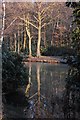 A quiet corner of the upper reservoir in Wombwell Wood