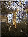 Catkins, Corylus (hazel)