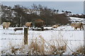 Charolais Bulls in a snow covered field near Noran Water