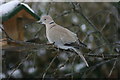 Collared Dove