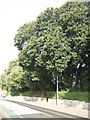 Trees beside Rifford Road, Exeter