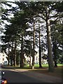 Tree-lined approach road to hospital, Exeter