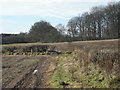 Footpath over a field