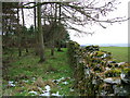 Edge of the wood near Sheriff Park