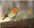 NT4936 : A robin on a garden fence by Walter Baxter
