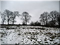 Line of Trees on Knotts Lane