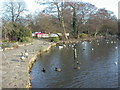 Poole Park, birds