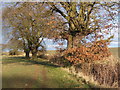 Country footpath towards Combs Ford