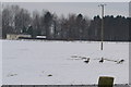 Three Geese in a Field near Islabank Farm