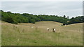 Shabden Valley, Near Chipstead