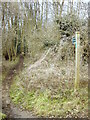 Bridleway through the woods