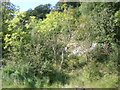 Trees on the bank of the River Wye at Lancaut