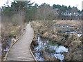 Boardwalk at Wildmoor Heath