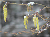 SK6139 : Catkins in Colwick Country Park by Alan Murray-Rust