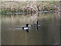 Tufted duck, Bishopstone