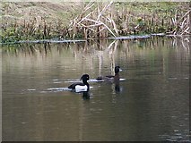 SU0625 : Tufted duck, Bishopstone by Maigheach-gheal