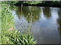 Ribwort Plantain - Plantago lanceolata - growing by the Bridgewater Canal