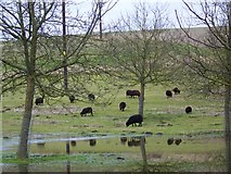 ST9614 : Black sheep, Farnham by Maigheach-gheal