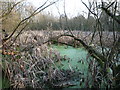 Pond located in the scrub land between the Uxbridge Road and the West Middlesex golf course