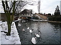 Swans and the Wolf Bridge