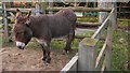 Donkey in paddock on Marley Heights