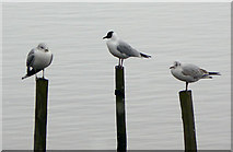 SK6139 : Black-headed and Common gulls by Alan Murray-Rust