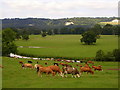 River Mole and Box Hill escarpment