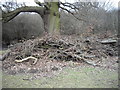 Pruning waste under old oak at edge of Collin