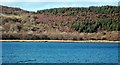 NR8062 : Wooded Shore Of West Loch Tarbert by Mary and Angus Hogg