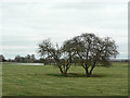 Trees near the Trent