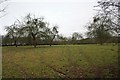 Orchard near Swinmore Farm