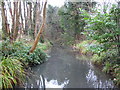 Hogsmill River in Ewell