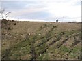 Undeveloped land, Halbeath