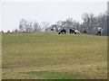 Alpaca beside Berry Hill Lane