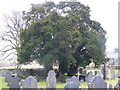 Three yews at St John