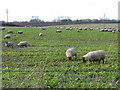 Sheep in field W of Hoaden Court