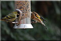 Goldfinch and Siskin