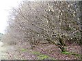 Hazel, Studhampton Bottom