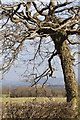 A hedge, a field and a wonderful tree