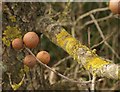 Oak apples by Clay Lane