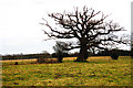 Tree near Iridge Place